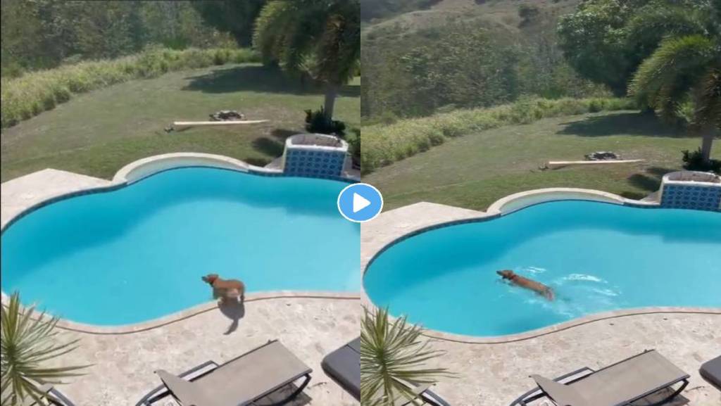 dog-swiming-video-viral