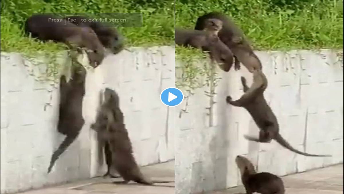 Otters-Viral-Video