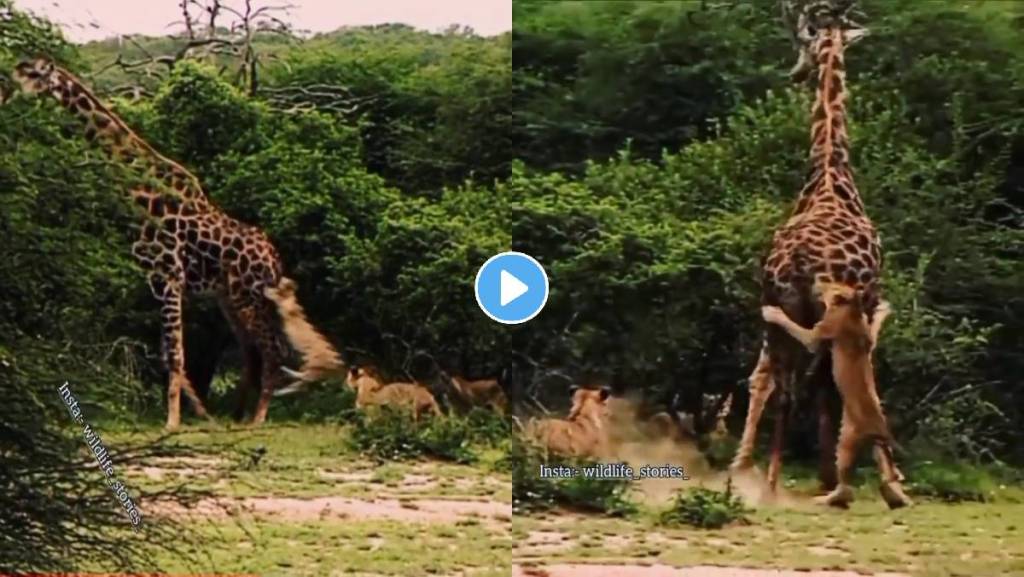 lion-and-giraffe-fight