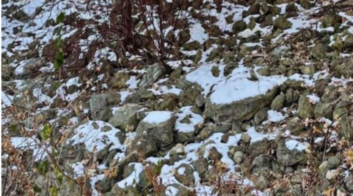 Optical illusion squirrel