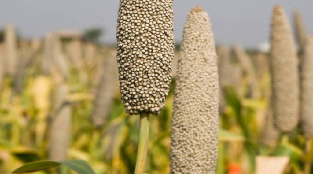 Pearl-millet-bajra