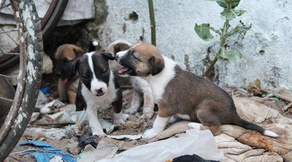 प्रातिनिधिक छायाचित्र