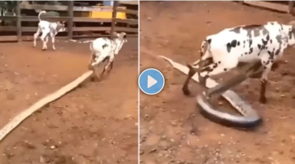 Python Attack Cow Video