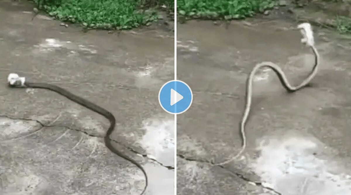 Snake_In_Tin