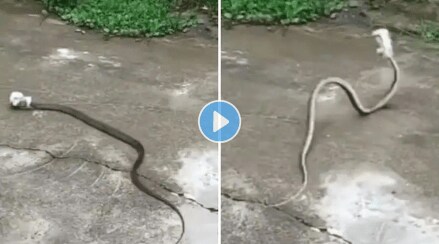 Snake_In_Tin