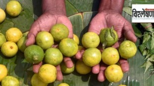 Why lemons are so costly now