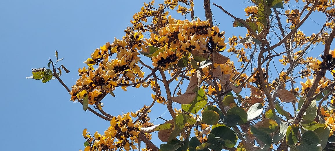 Yellow Sacred Tree