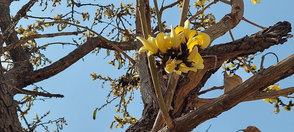 Yellow Sacred Tree