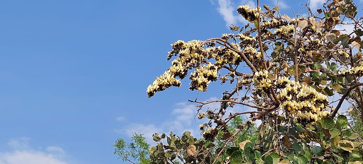 Yellow Sacred Tree