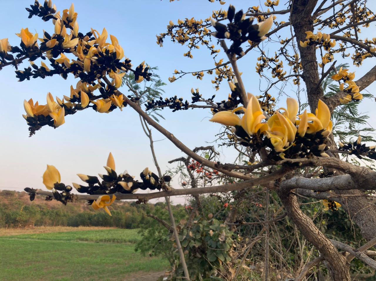 Yellow Sacred Tree