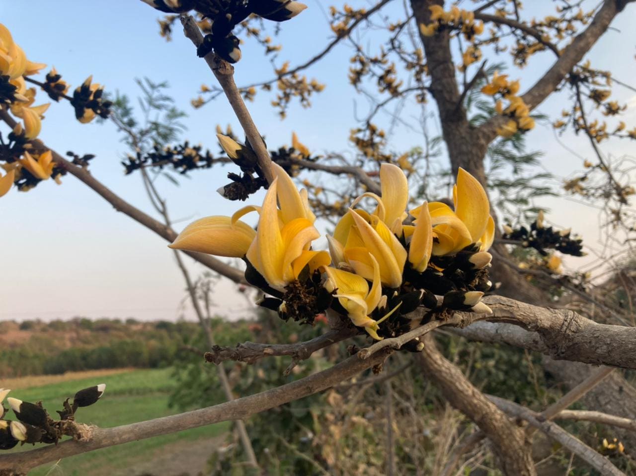 Yellow Sacred Tree