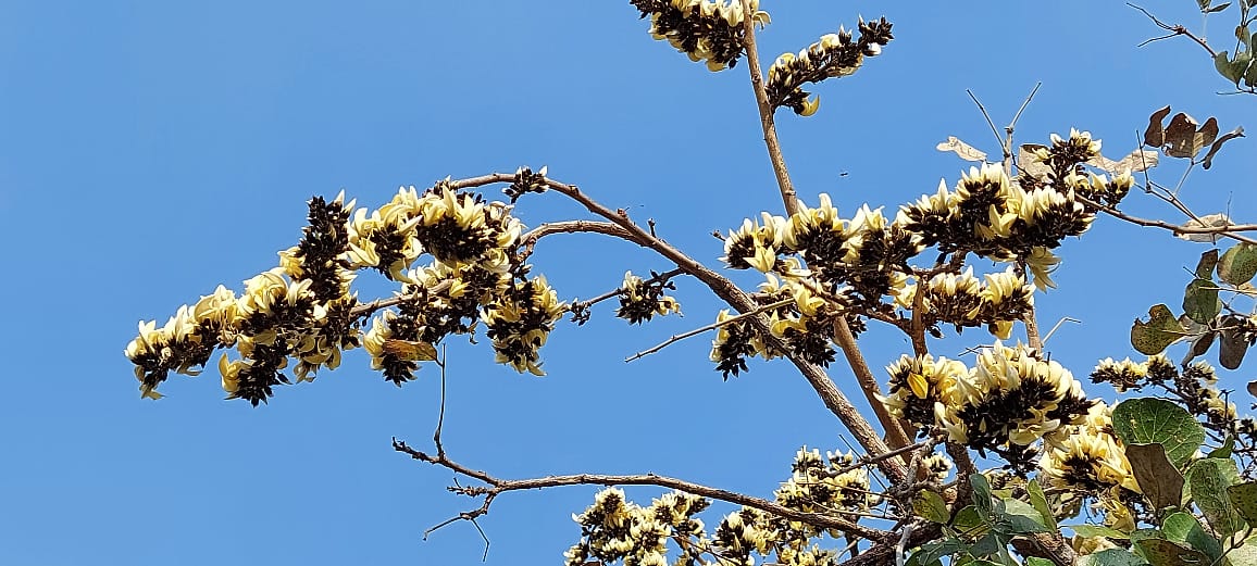 Yellow Sacred Tree