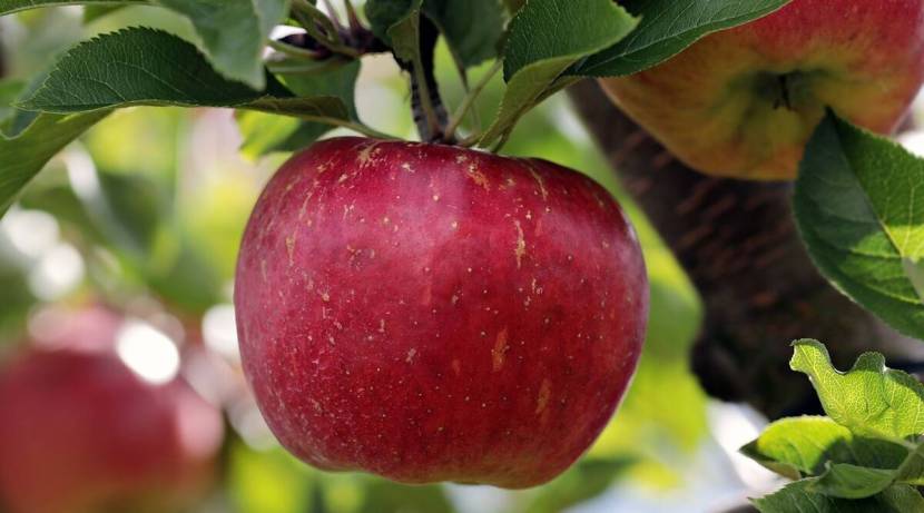 सफरचंदमध्ये जीवनसत्त्वे ए, सी आणि भरपूर खनिजे आणि पोटॅशियम देखील असतात. फायबर भरपूर असल्याने तुमच्या शरीरातील पचनसंस्था निरोगी राखते. (फोटो: indian express)