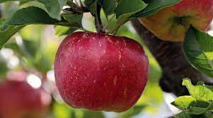 सफरचंदमध्ये भरपूर ऊर्जा असते. याच्या सेवनाने थकवा दूर होतो. अशावेळी आहारात सफरचंदाचे नियमित सेवन करा.