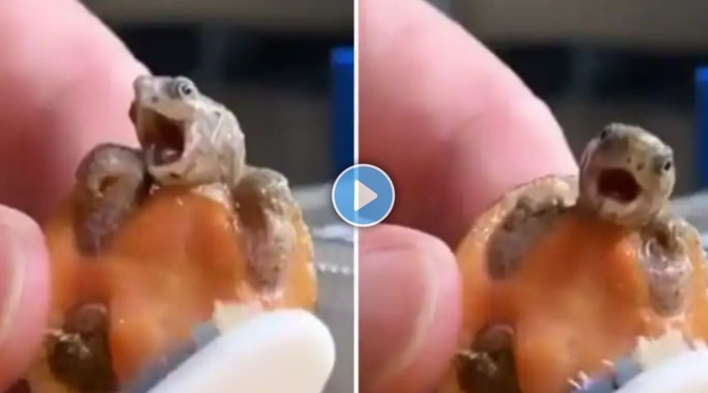 baby turtle taking a bath