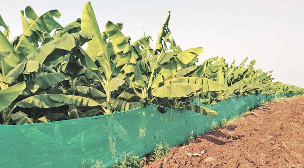 केळी बागा वाचविण्यासाठी शेतकऱ्यांची धडपड ; जळगावात वाढत्या तापमानाची झळ