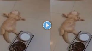 cat sleeping funny video