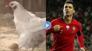 chicken-funny-video