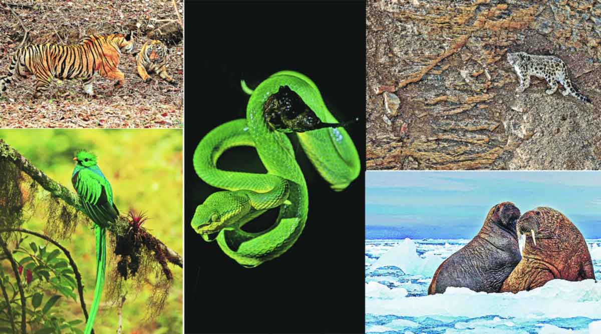 photographer rita kalmankar share experiance of wildlife photography zws 70 | सोयरे सहचर : कॅमेऱ्याच्या नजरेतून..