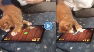 funny cat video