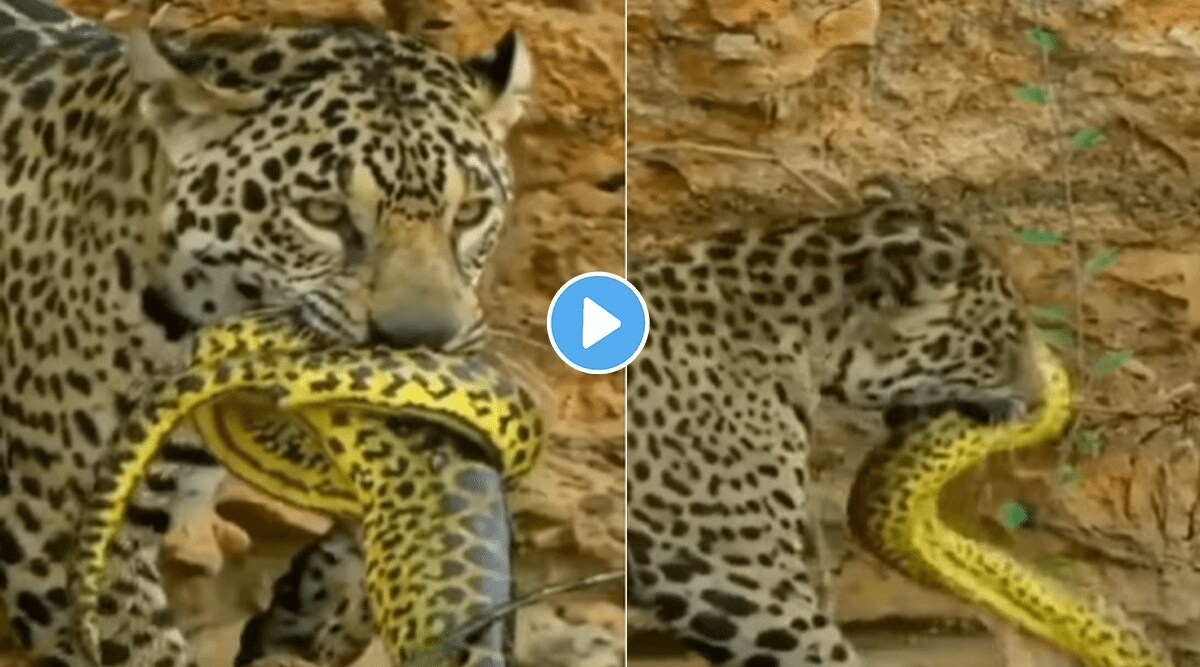 jaguar