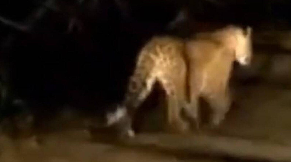 leopard Attack