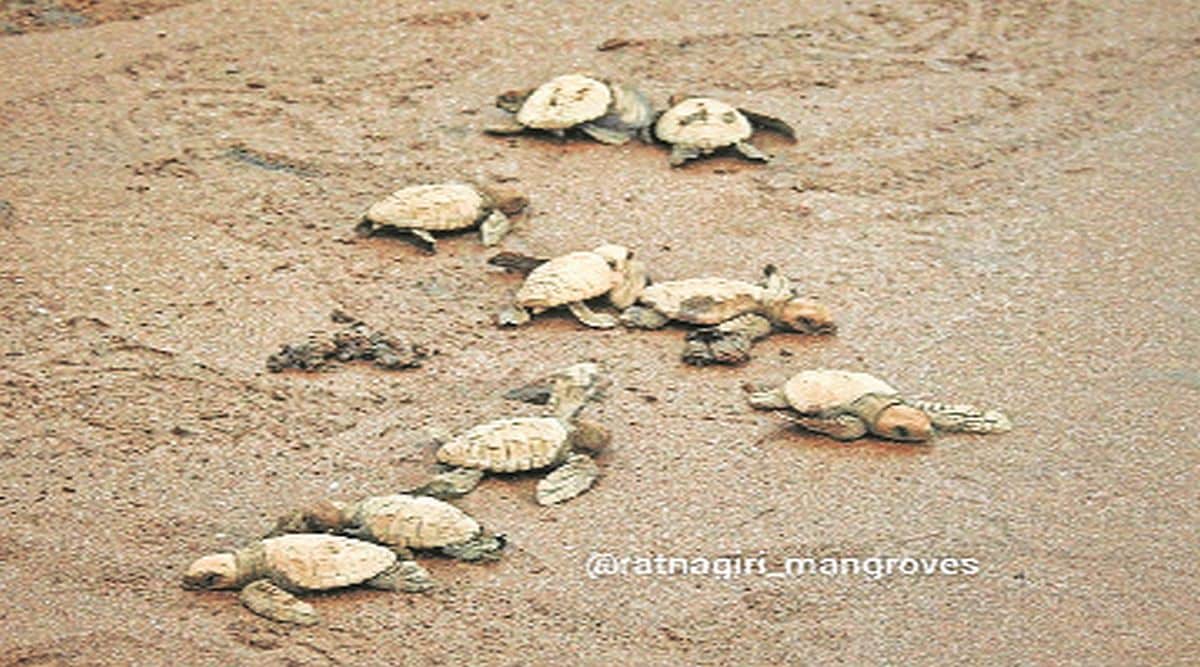 वाढत्या तापमानामुळे कासवांच्या विणीवर विपरीत परिणाम
