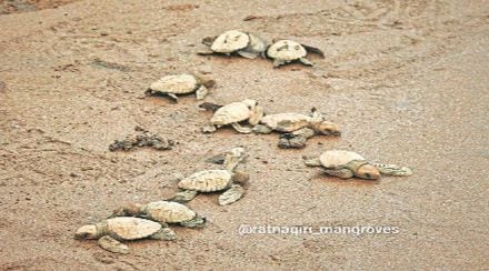 वाढत्या तापमानामुळे कासवांच्या विणीवर विपरीत परिणाम