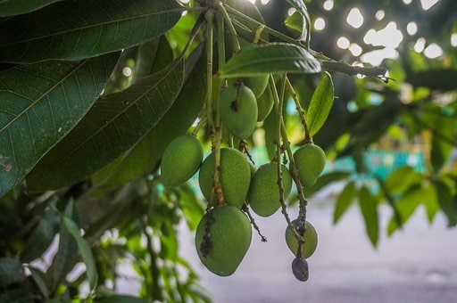 विशेष म्हणजे कोकणाव्यक्तिरिक्त या फळाची लागवड इतर कुठेही केली, तर त्याला ती विशिष्ट चव येत नाही. म्हणूनच हापूस आंब्याला कोकणचा राजा म्हणून ओळखतात.