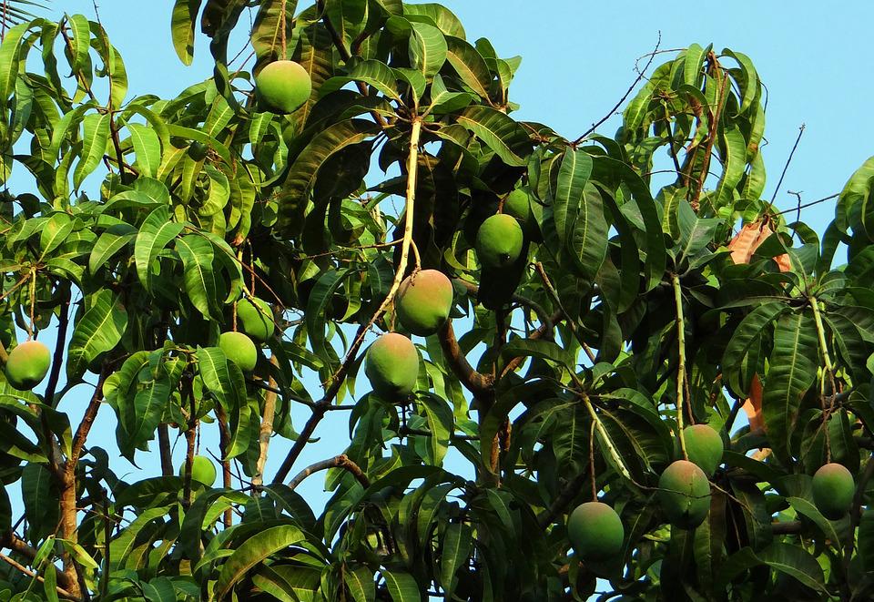 उन्हाळा म्हटलं की प्रत्येकाला आंब्याची चाहूल लागते. आंबा असं म्हटलं तरी प्रत्येकाच्या तोडांला पाणी सुटतं.