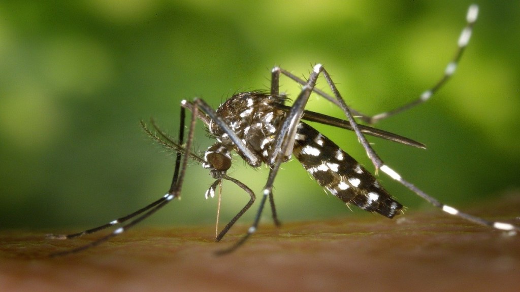 Tips: डासांच्या त्रासाने हैराण आहात? ‘हे’ घरगुती उपाय करून दूर करा मच्छरांची समस्या