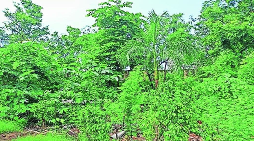 मुंबईची नवी ओळख ‘वृक्ष नगरी’; संयुक्त राष्ट्रसंघाकडून बहुमान
