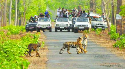 राष्ट्रीय महामार्गावरील वन्यप्राण्यांचे शमन मार्ग शिकारीचे मैदान नाही ; भारतीय वन्यजीव संस्थेचा अभ्यास