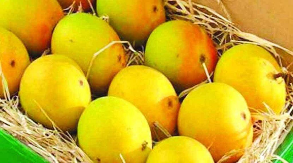 कॅनिंग’ला दिल्या जाणाऱ्या आंब्यांना ३० रुपये किलोचा दर ;अवकाळी, ढगाळ हवामानाचा फटका
