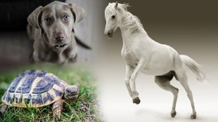 pet animals vastushastra