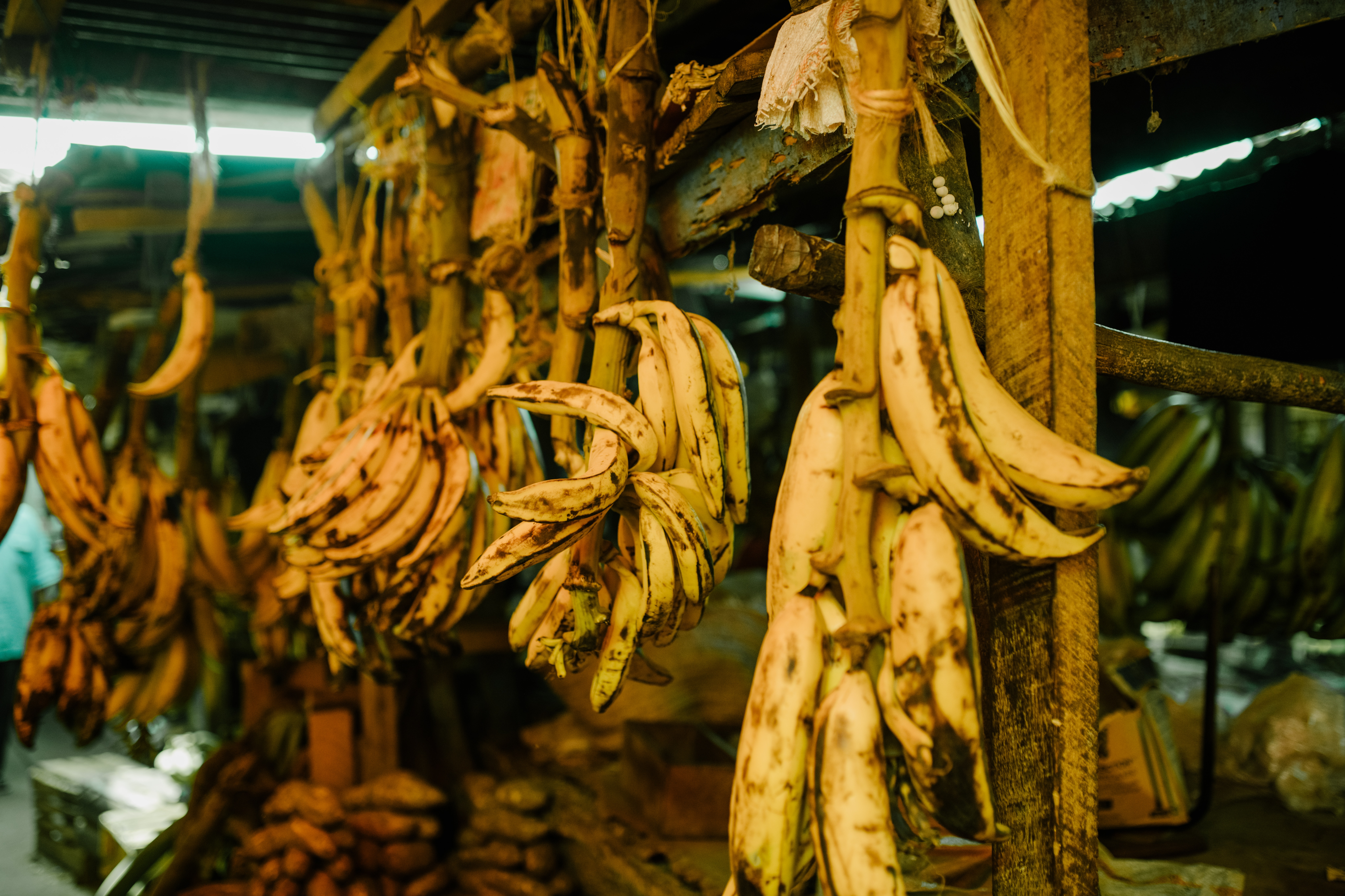 जगभरात केळीच्या १००० पेक्षा जास्त जाती उगवल्या जातात. या जाती ५० गटांमध्ये विभागल्या जाऊ शकतात. यापैकी बऱ्याच जाती खूप गोड आहेत.