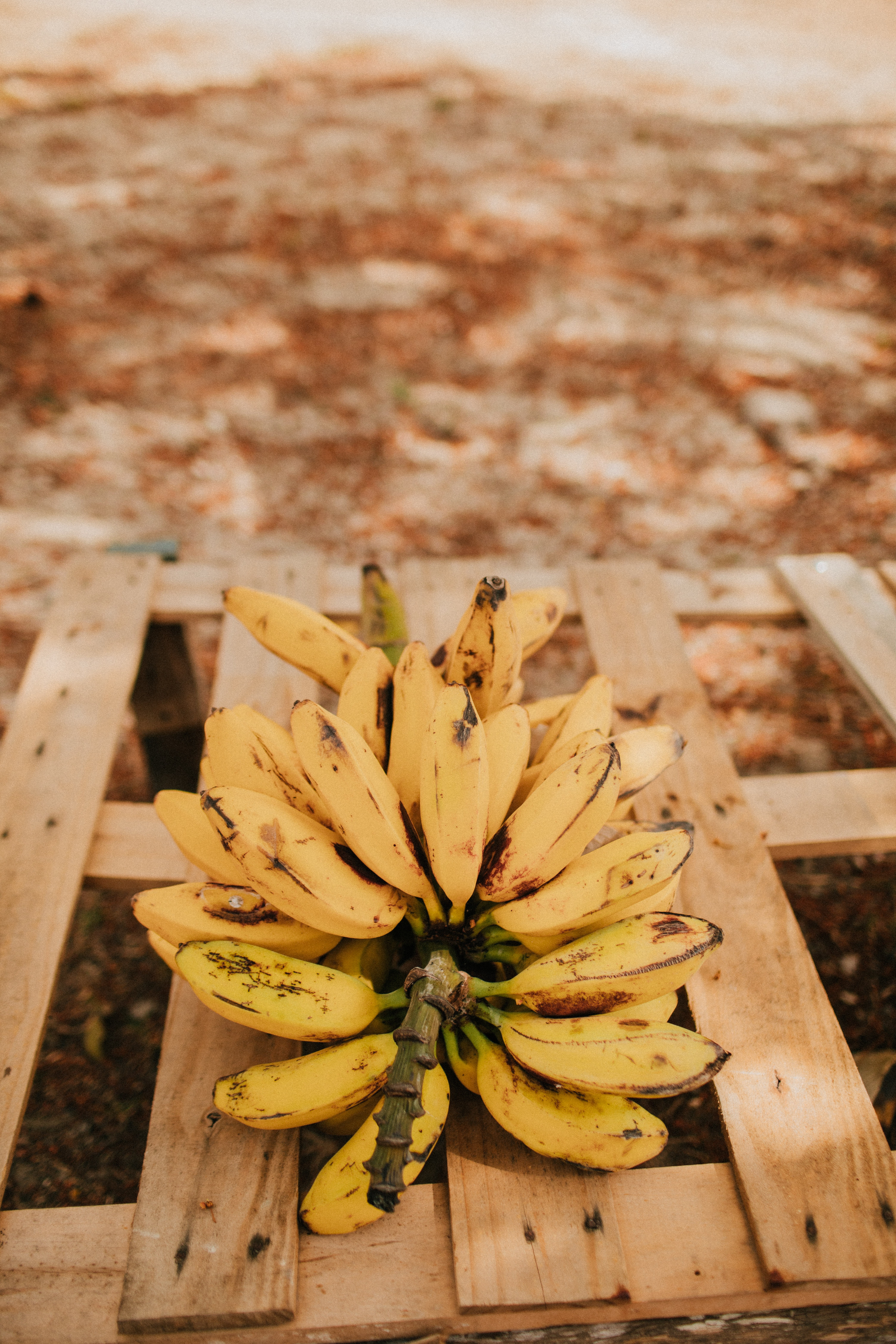 तुम्ही दररोज १ किंवा २ केळी खाऊ शकता. मात्र, यापेक्षा जास्त केळी खाल्ल्याने नुकसान होऊ शकते.