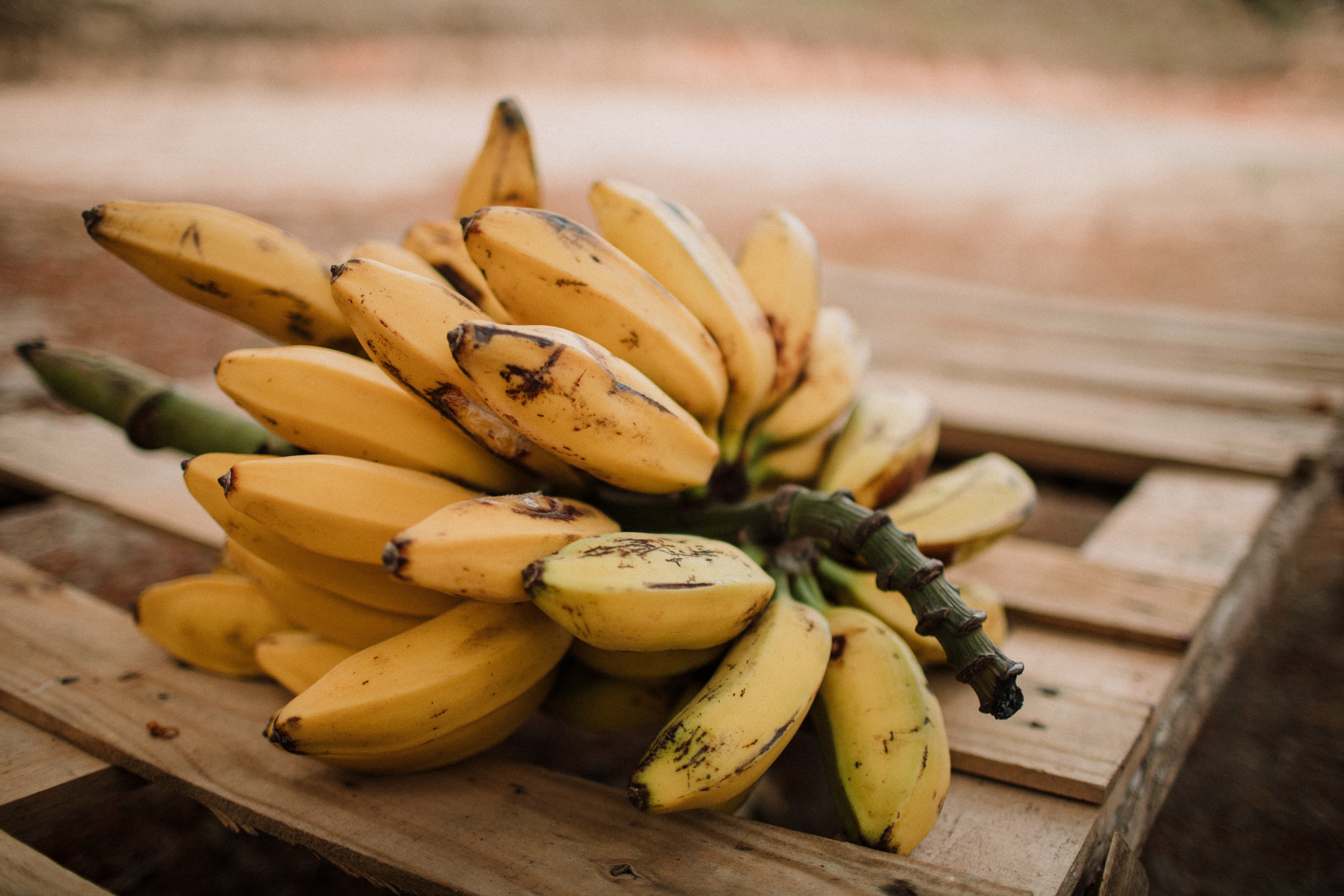 या स्वादिष्ट प्रकारांमध्ये वेलची किंवा येलक्की केळीचाही समावेश होतो. ही लहान आकाराची केळी अतिशय गोड आणि पौष्टिक गुणधर्मांनी परिपूर्ण आहेत.