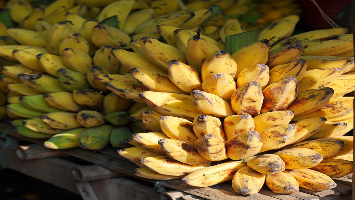 आजही, या देशांमध्ये अनेक प्रकारची जंगली केळी उगवतात, त्यापैकी अनेक अतिशय चवदार असतात.