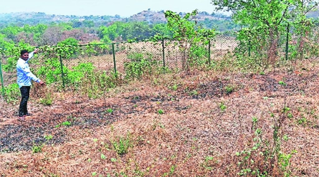 कल्याण आणि अंबरनाथ तालुक्यातील जंगलांचे संवर्धन; वणवा प्रतिबंधक पद्धत प्रभावी