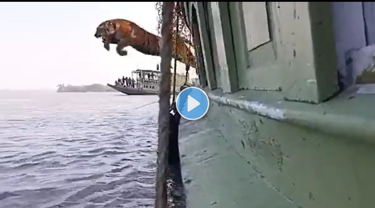 tiger jump sundarban