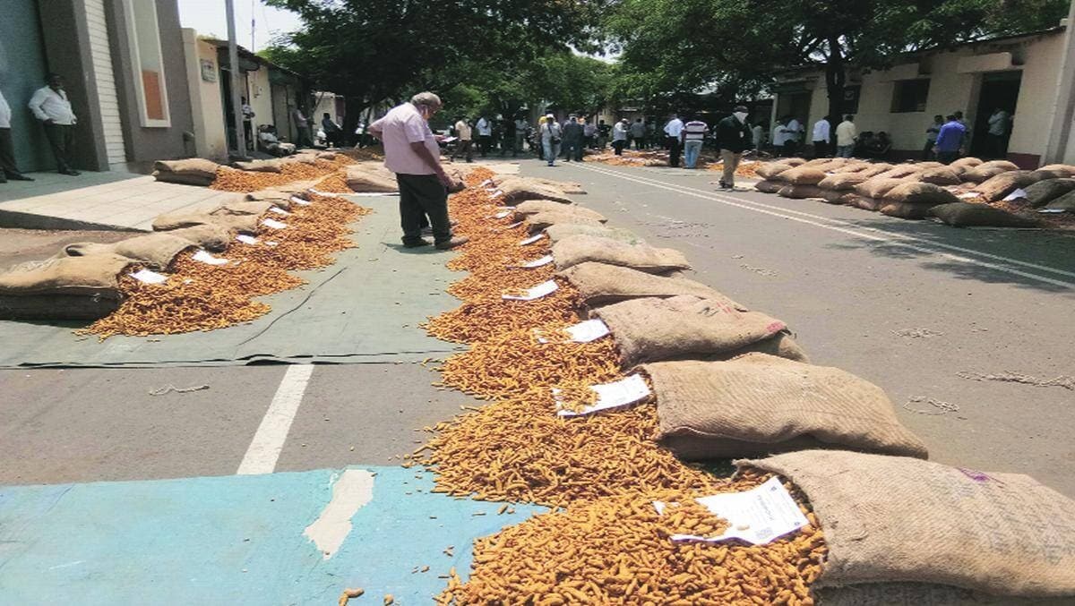 turmeric market in sangli does good business this year