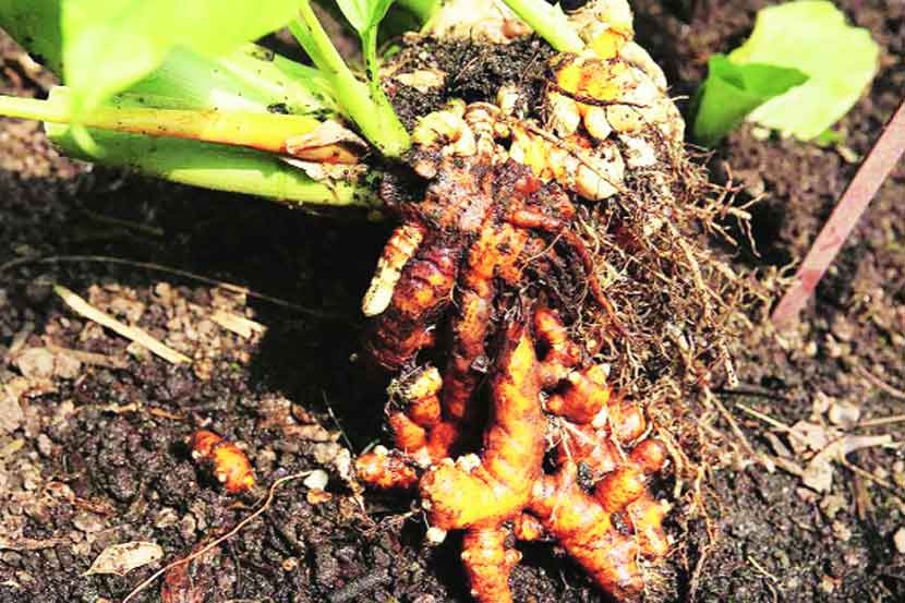 turmeric market in sangli does good business this year