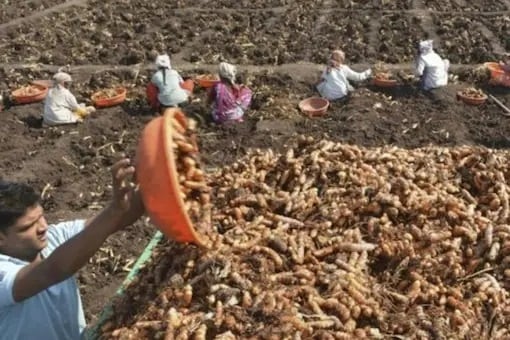 turmeric market in sangli does good business this year