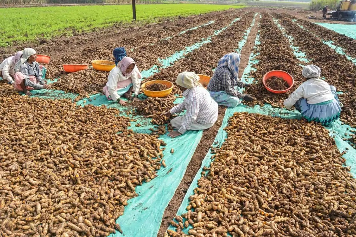 turmeric market in sangli does good business this year