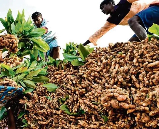 turmeric market in sangli does good business this year