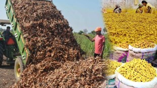 turmeric market in sangli does good business this year