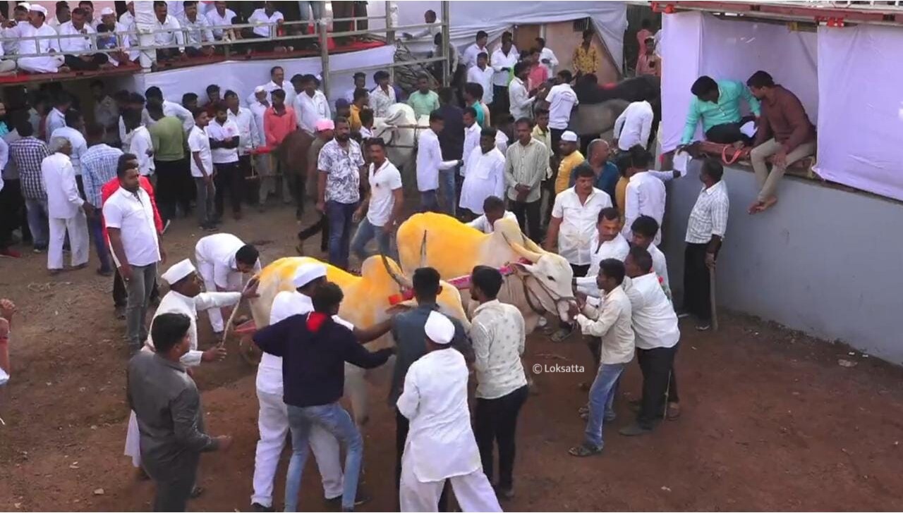 Bullock Cart Race Pimpri-Chinchwad