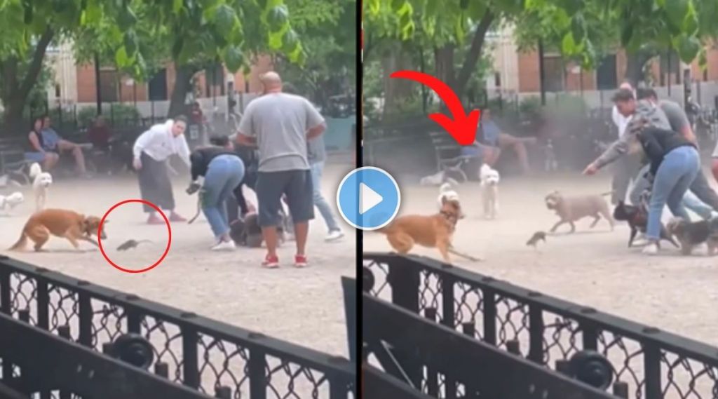 Video of dog attacking mouse