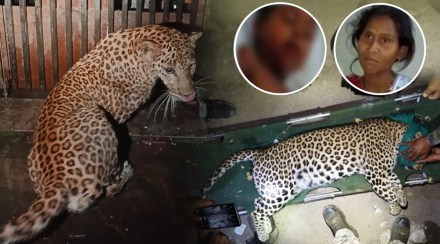 A leopard caught in Durgapur of Chandrapur